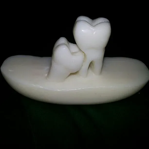 teeth model